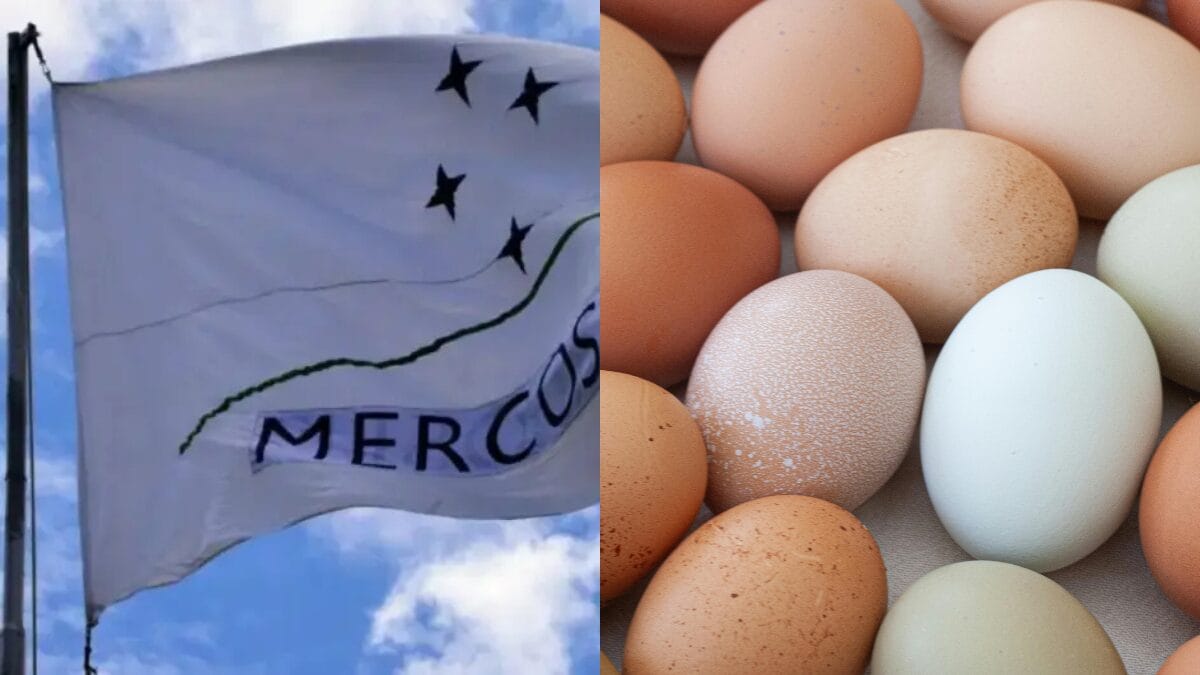 Mercosul-UE: Argentina e Uruguai esgotam cotas de arroz e ovo e frustam Brasil
