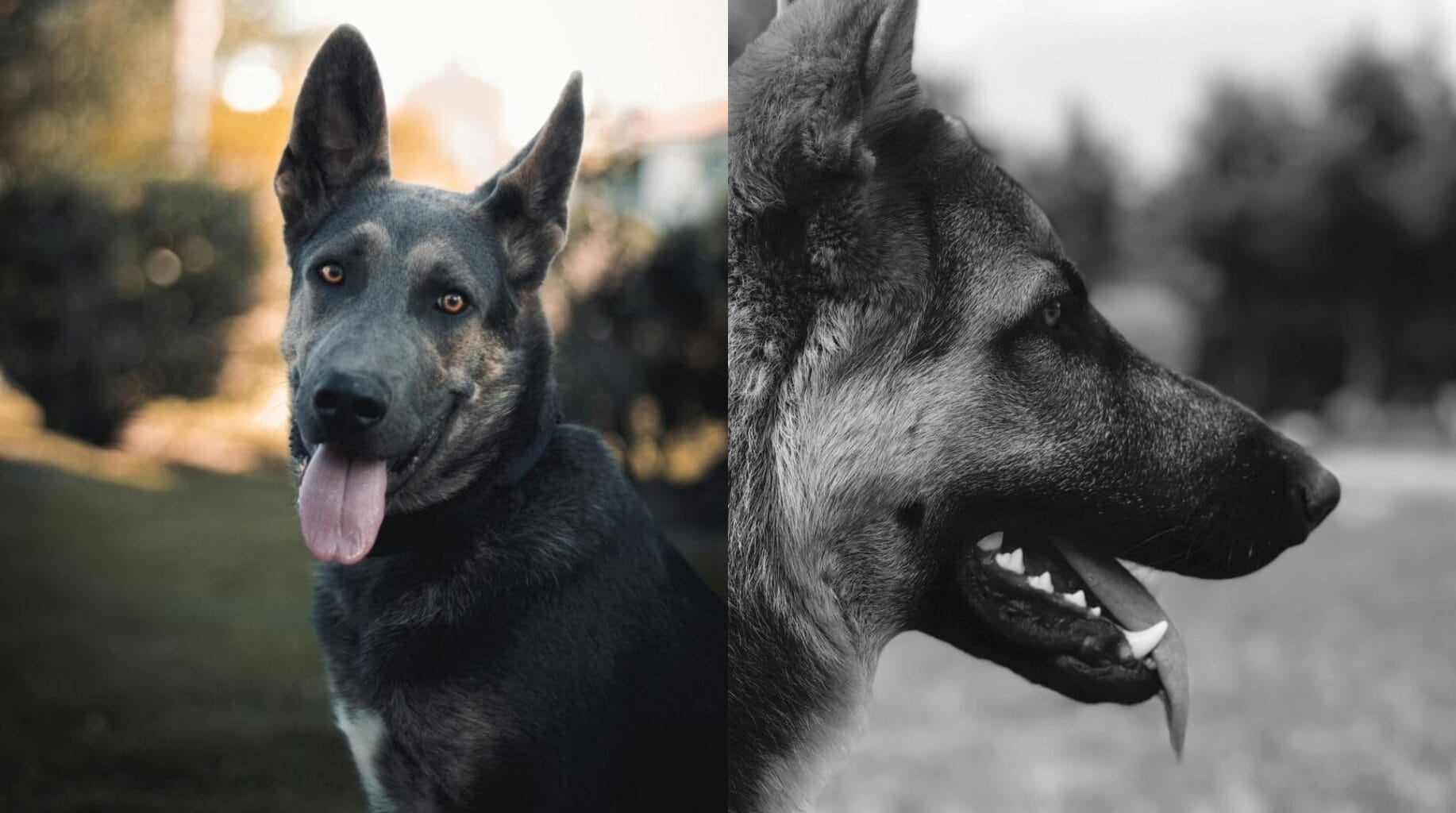 Cão Kunming durante treinamento em operação policial na China
