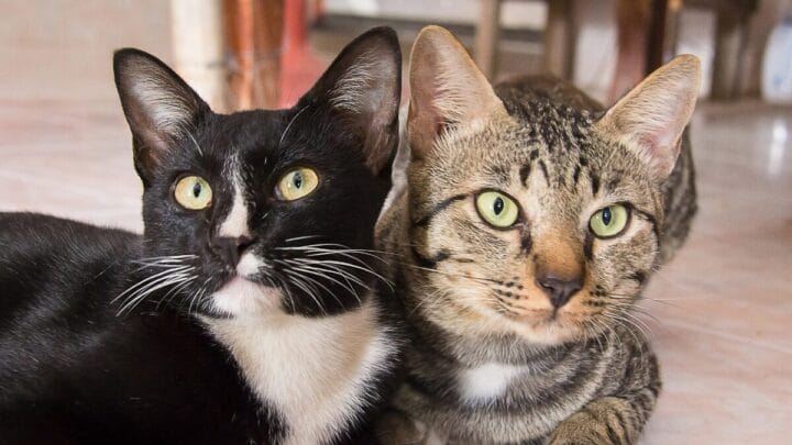 gatos