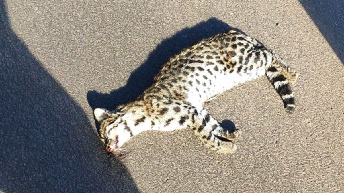 Menor felino selvagem do Brasil é encontrado morto às margens de rodovia em SC