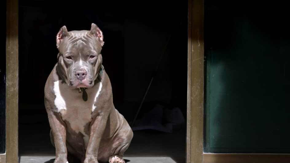 pitbulls