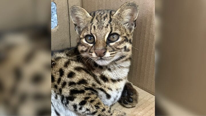 Menor felino selvagem do Brasil é encontrado morto às margens de rodovia em SC