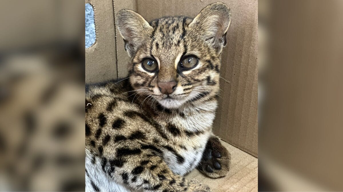 Menor felino selvagem do Brasil é encontrado morto às margens de rodovia em SC