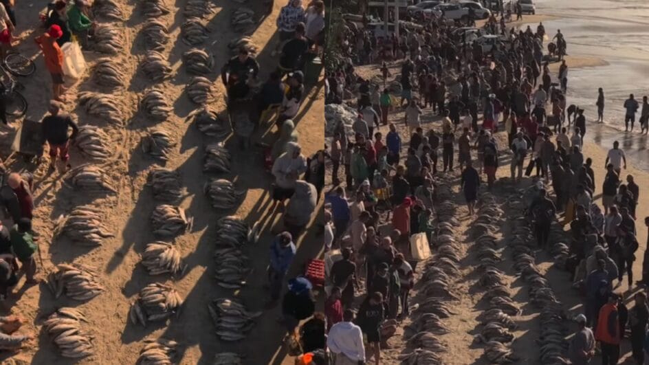 Fotos impressionantes mostram pesca de mais de 30 mil tainhas em praia paradisíaca de SC