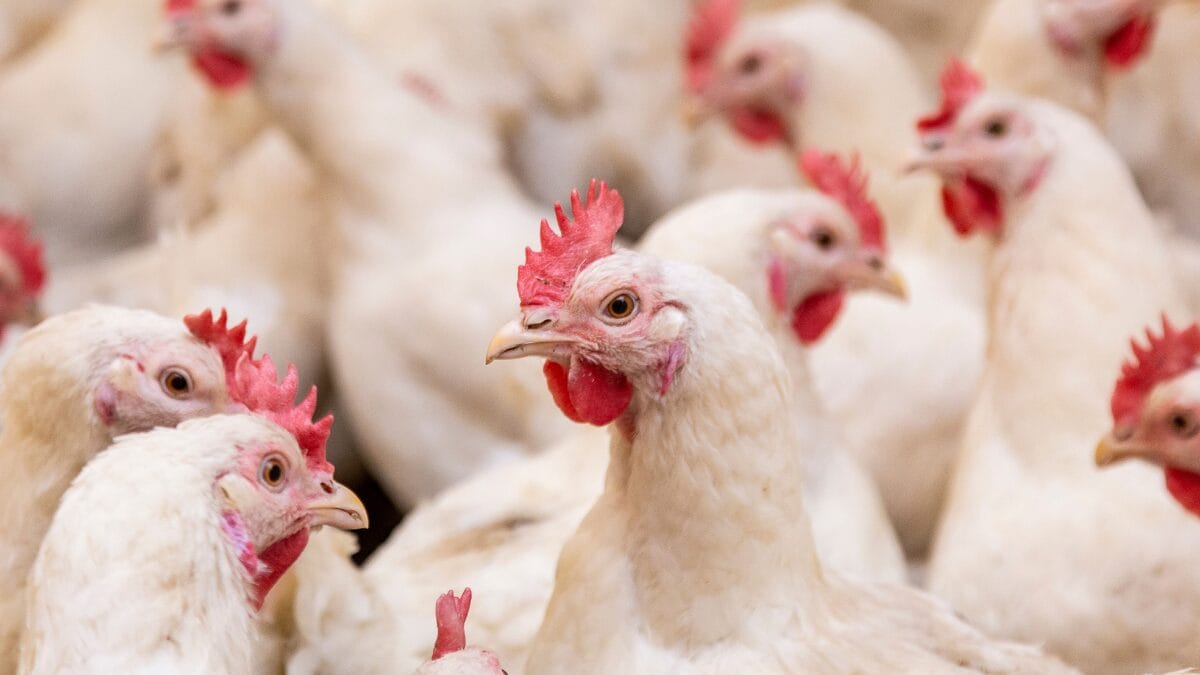 JBS cria f&aacute;brica de R$ 75 mi em cidade de 2 mil habitantes no Brasil (1)