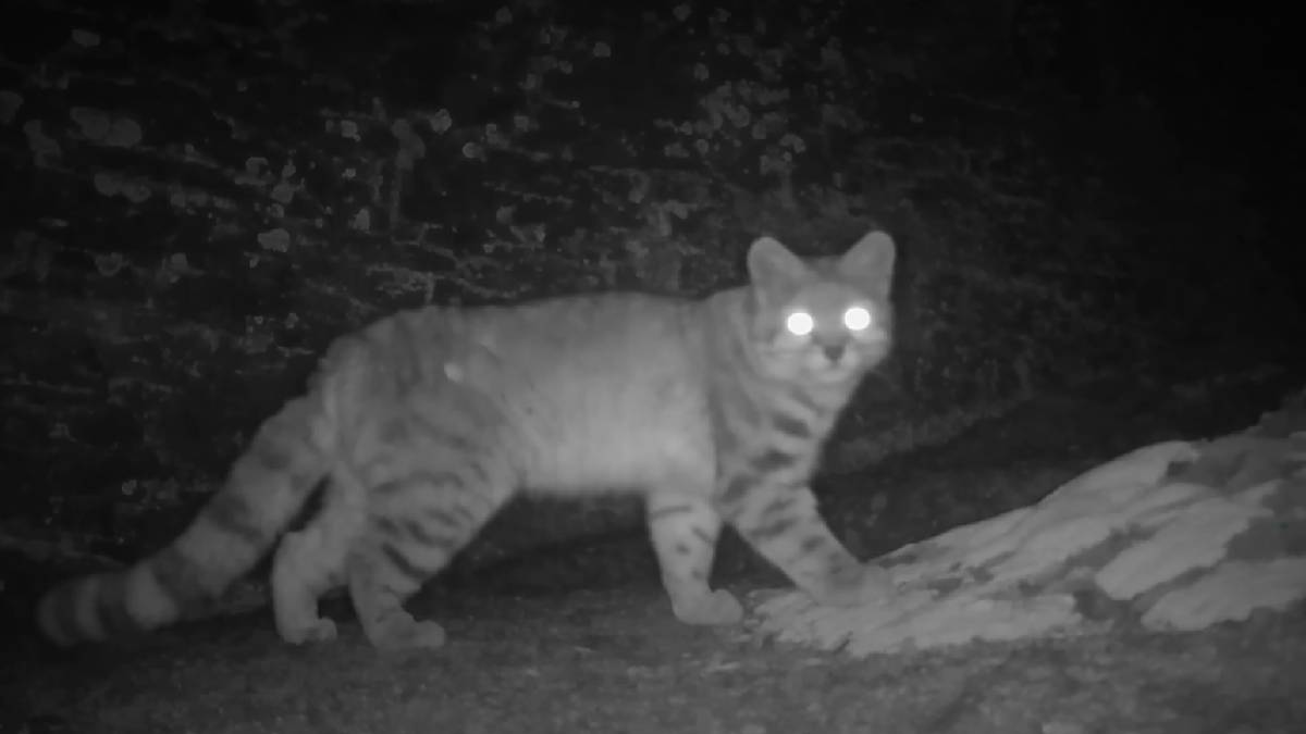 Registro noturno por armadilha fotogr&aacute;fica, tecnologia essencial para monitorar os h&aacute;bitos solit&aacute;rios e furtivos da esp&eacute;cie (Reprodu&ccedil;&atilde;o, YouTube)