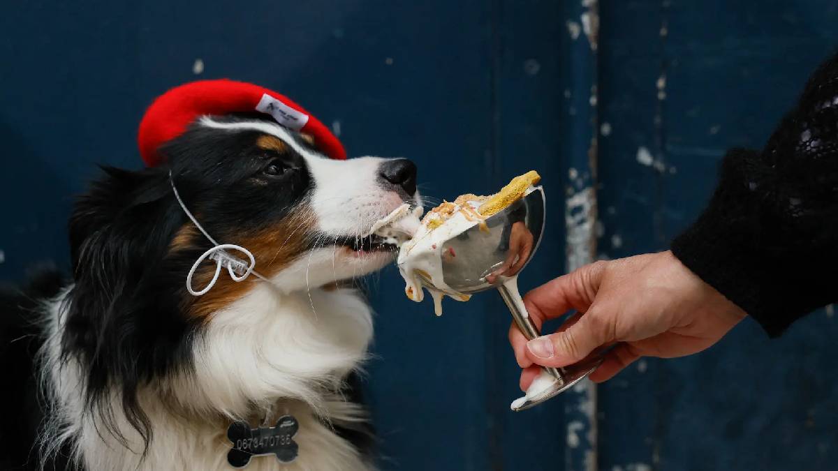Confeitarias especializadas garantem o uso de ingredientes adequados, eliminando subst&acirc;ncias t&oacute;xicas para c&atilde;es, como chocolate, uvas e cebola (Imagem: Xavier GALIANA / AFP, Divulga&ccedil;&atilde;o)
