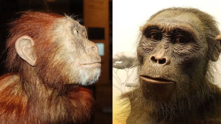 Reconstruções faciais de como o hominídeo primitivo (parente do humano) Australopithecus afarensis pode ter sido (Imagem: Wikimedia Commons)