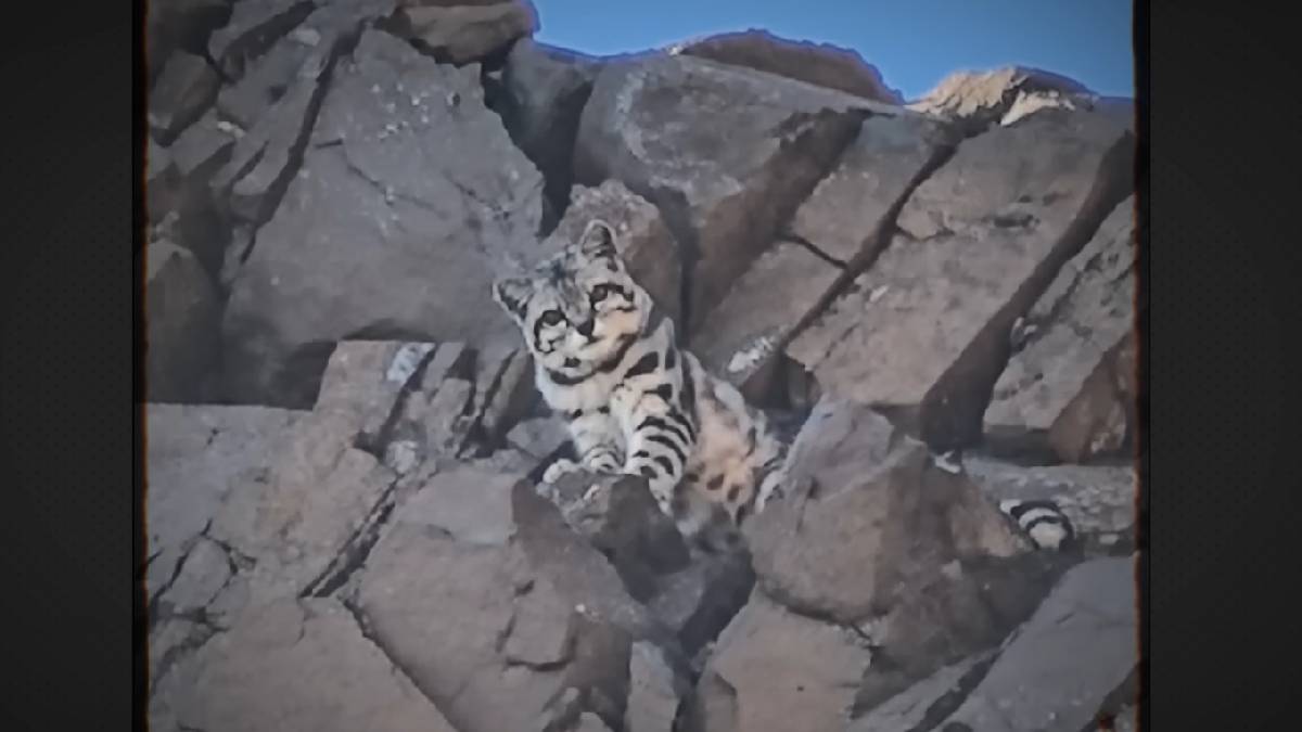 O gato-andino (Leopardus jacobita), considerado o felino mais esquivo e amea&ccedil;ado de extin&ccedil;&atilde;o de todas as Am&eacute;ricas (Reprodu&ccedil;&atilde;o, YouTube)