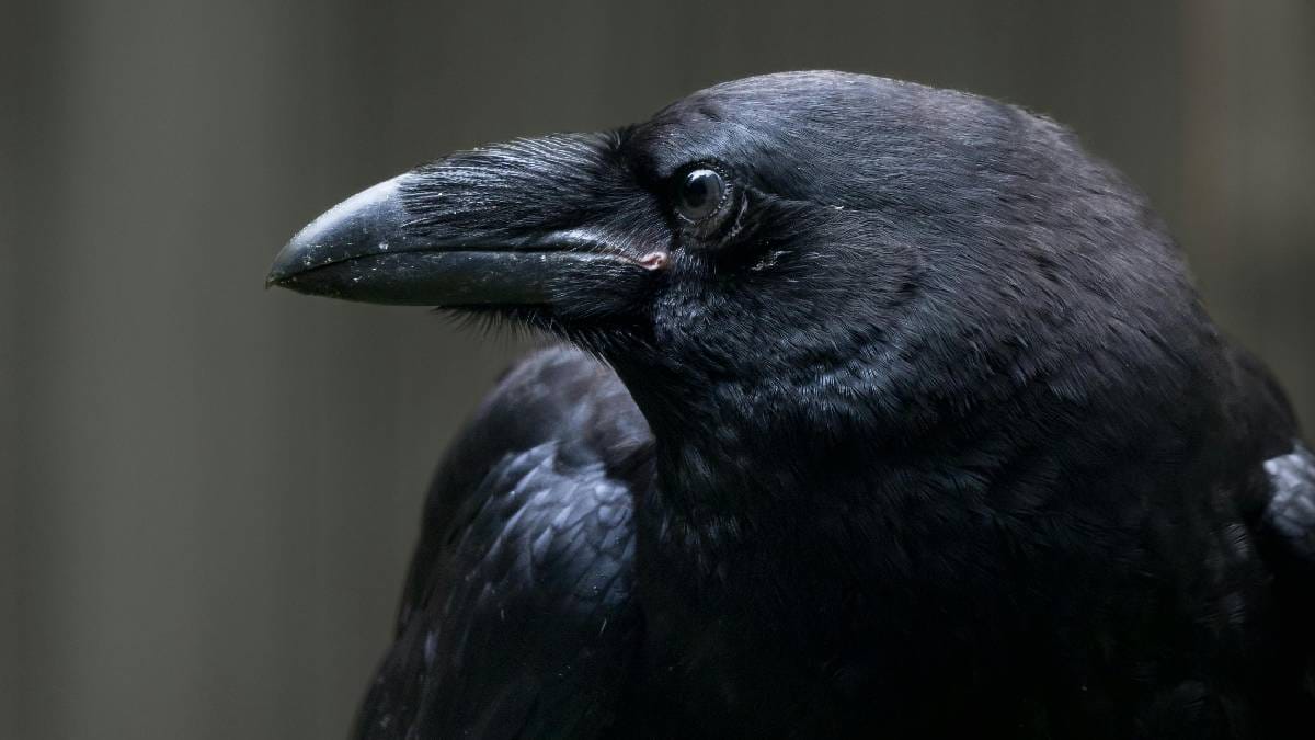 Estudos de mapeamento neuronal explicam como a densidade de conexões cerebrais favorece a inteligência dessas aves (Imagem: Magnific)