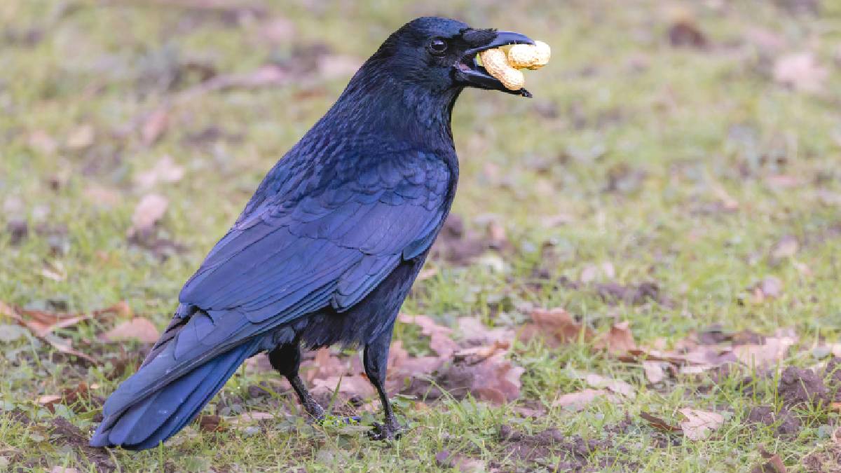A capacidade de armazenar e utilizar alimentos demonstra o planejamento estrat&eacute;gico da esp&eacute;cie (Imagem; Magnific)