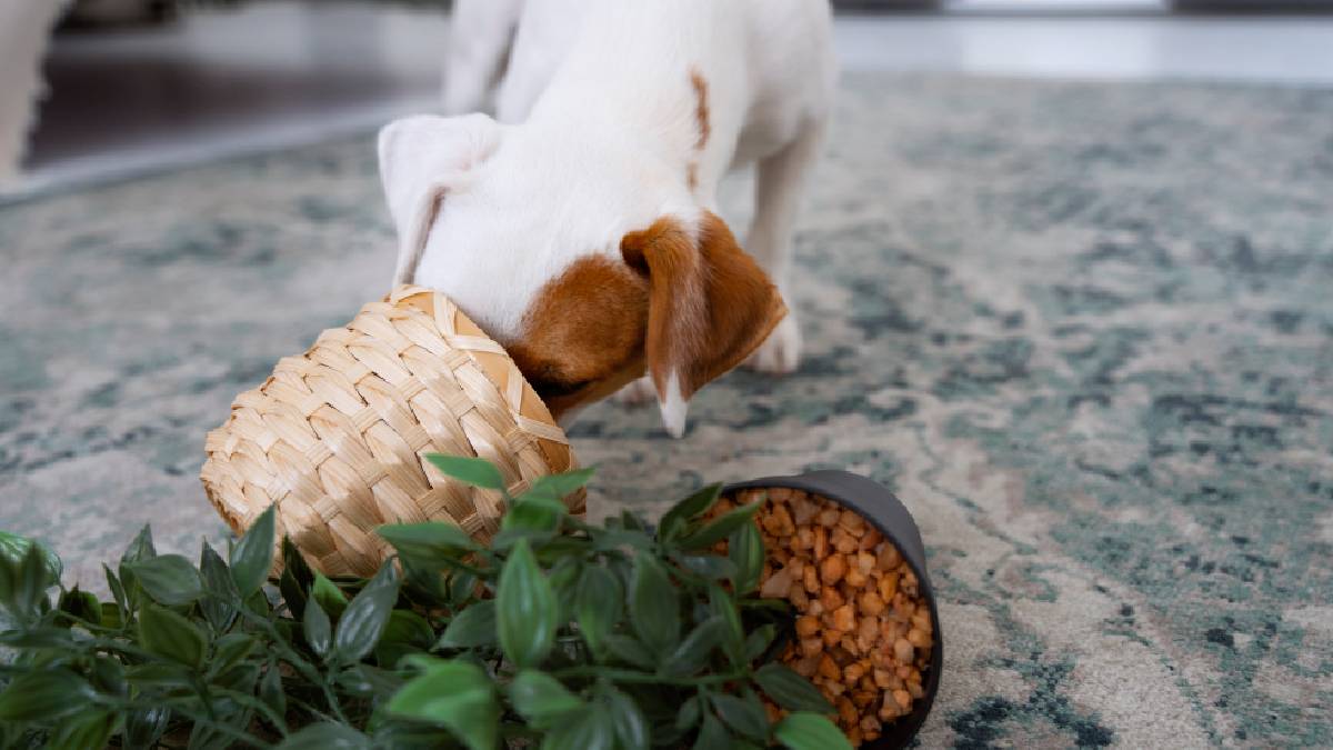 Tutores devem monitorar o interesse dos animais por vasos e plantas dentro de casa (Imagem: Magnific)