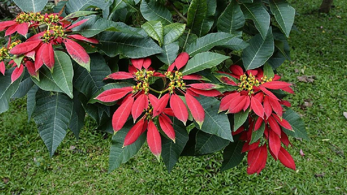 A bico-de-papagaio &eacute; um exemplo de planta que deve ser mantida longe do alcance dos pets (Imagem: Magnific)