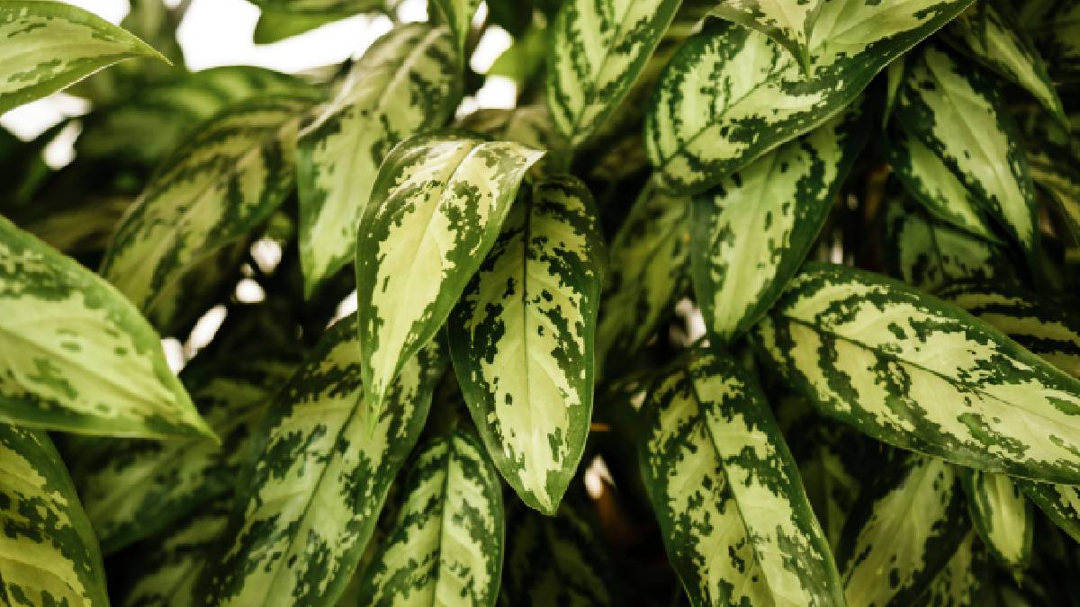Algumas esp&eacute;cies de plantas ornamentais podem ser t&oacute;xicas se ingeridas por c&atilde;es, como &eacute; o caso da comigo-ningu&eacute;m-pode (Imagem: Magnific)