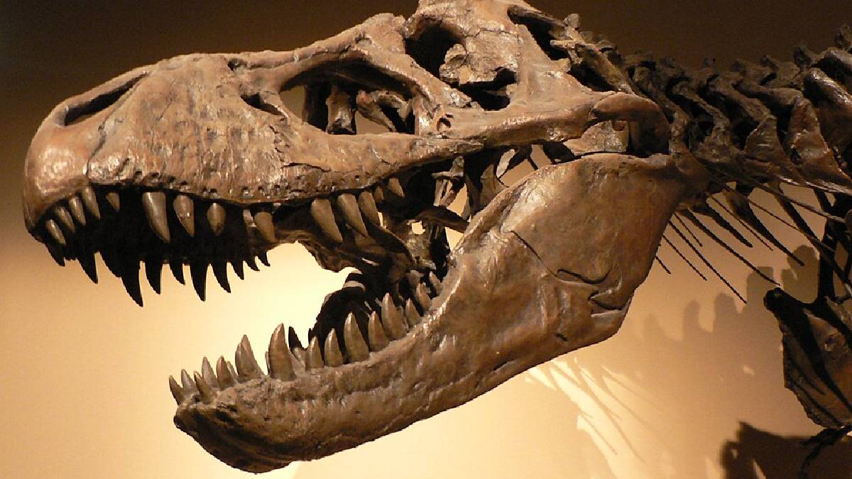 Com uma mand&iacute;bula capaz de esmagar ossos, o cr&acirc;nio do T. Rex tornou-se sua principal ferramenta de ataque (Imagem: Wikimedia Commons)