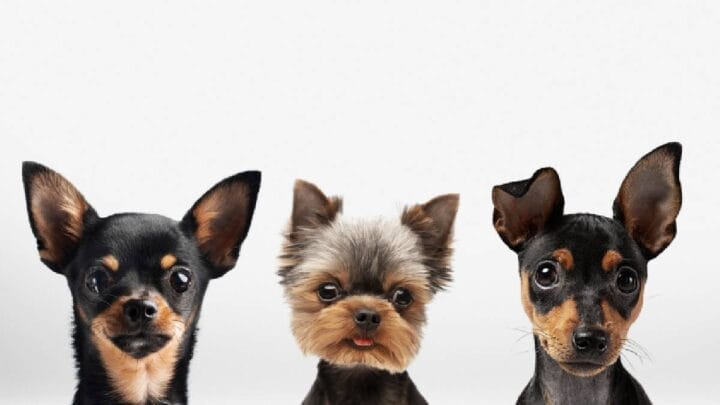 Cães de pequeno porte são companhias ideais para quem busca suporte afetivo em ambientes de home office (Imagem: Freepik)