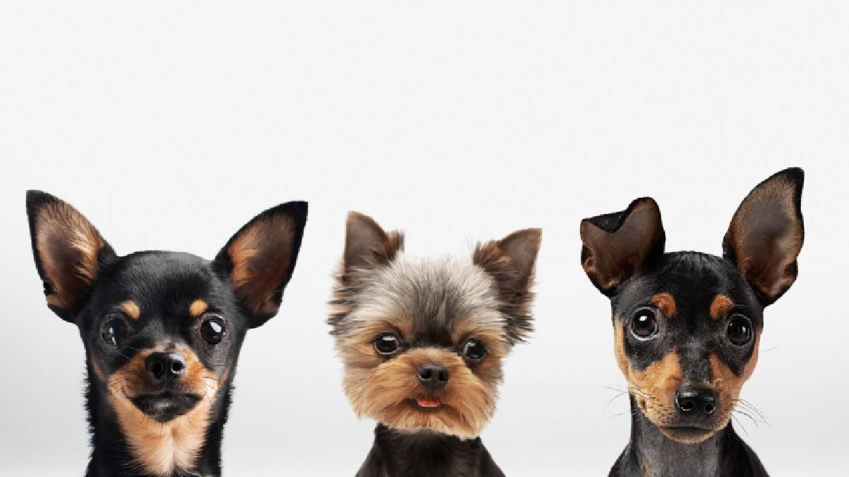 Cães de pequeno porte são companhias ideais para quem busca suporte afetivo em ambientes de home office (Imagem: Freepik)