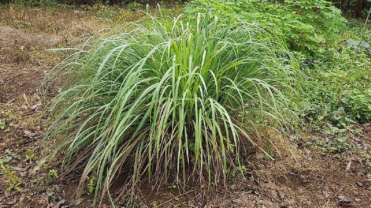 O capim-lim&atilde;o combina prote&ccedil;&atilde;o natural e paisagismo, ajudando a manter serpentes longe do terreno (Imagem: Wikimedia Commons)