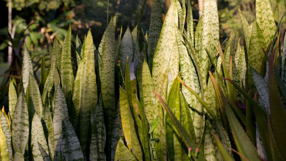 Com folhas r&iacute;gidas e pontiagudas, a espada-de-s&atilde;o-jorge cria uma barreira natural contra cobras no quintal (Imagem: Wikimedia Commons)