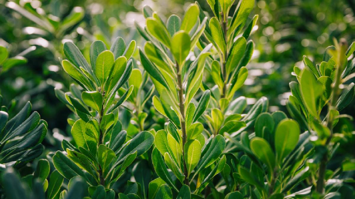 Tradicional nos jardins, a arruda &eacute; usada como aliada natural, al&eacute;m do aroma marcante (Imagem: Wikimedia Commons)