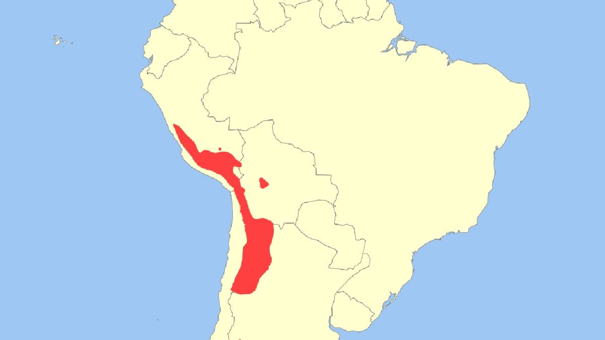 &Aacute;rea de distribui&ccedil;&atilde;o fragmentada do gato-andino pelas regi&otilde;es de alta montanha da Argentina, Bol&iacute;via, Chile e Peru (Imagem: Wikimedia Commons)