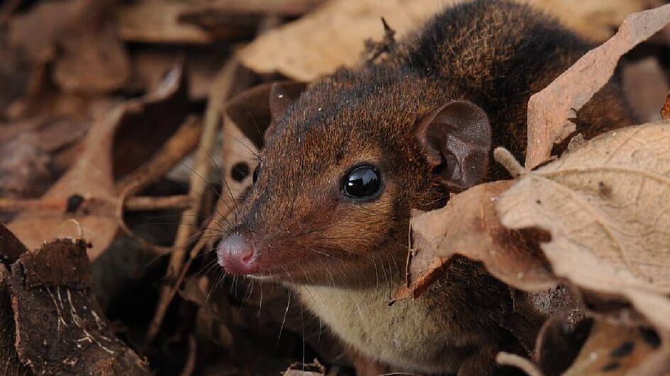 A Monodelphis semilineata é um pequeno marsupial que vive em remanescentes florestais e possui listras dorsais características (Imagem: Wikimedia Commons)