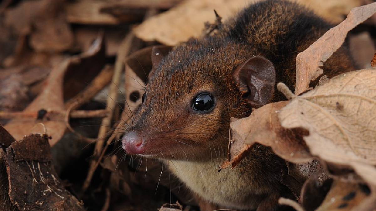 A Monodelphis semilineata é um pequeno marsupial que vive em remanescentes florestais e possui listras dorsais características (Imagem: Wikimedia Commons)
