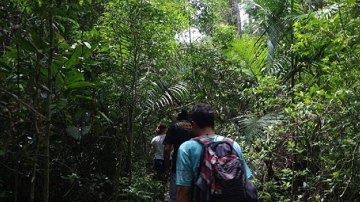 Pesquisadores da UFRJ exploram áreas de mata em busca da biodiversidade ainda pouco conhecida do Rio de Janeiro (Imagem: Wikimedia Commons)