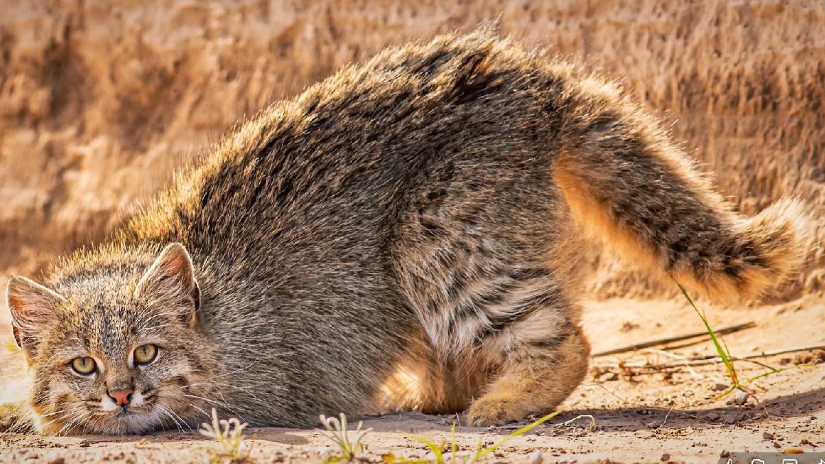 Com menos de 2.200 indivíduos no mundo, cada novo flagrante do felino traz esperança para a conservação ambiental (Reprodução, YouTube)