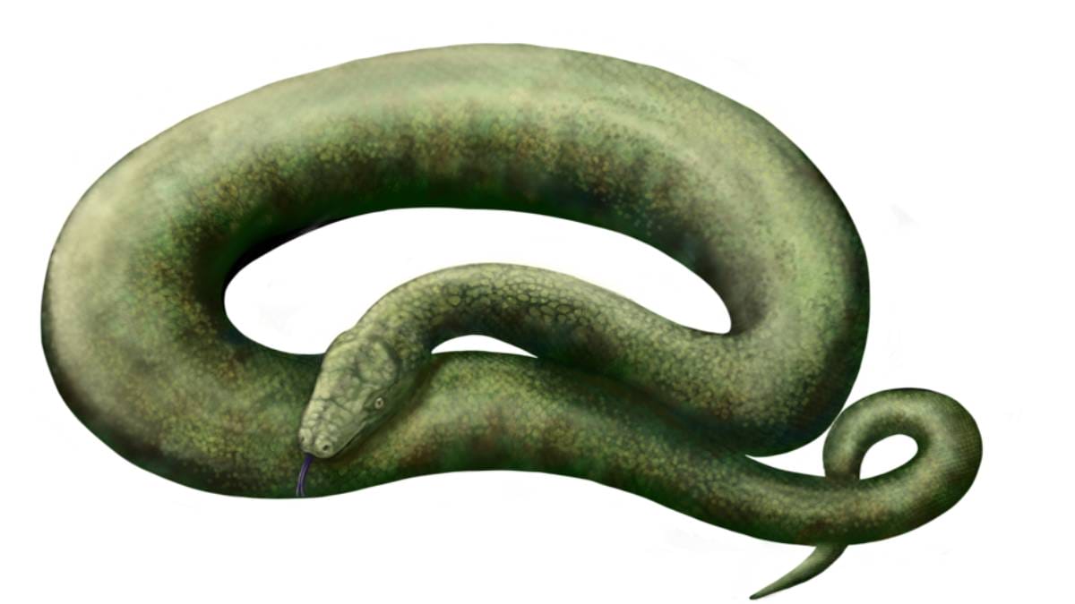 An&aacute;lise de v&eacute;rtebras fossilizadas ajuda cientistas a reconstru&iacute;rem a maior serpente da &Aacute;sia antiga (Imagem: Wikimedia Commons)