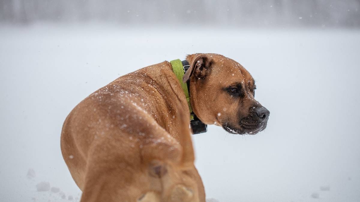 O rigoroso inverno polon&ecirc;s coloca em risco animais acorrentados ou sem abrigo adequado, exigindo resgates urgentes (Imagem: P&eacute;xels)