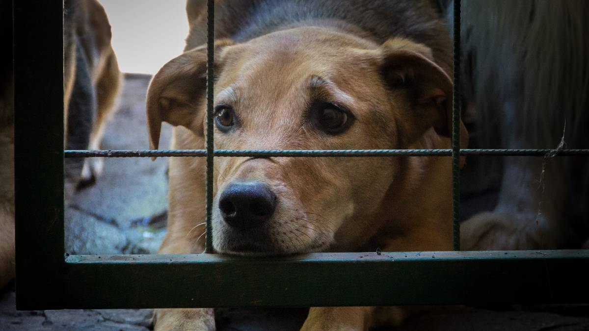 C&atilde;es em situa&ccedil;&otilde;es de confinamento e neglig&ecirc;ncia, como este, s&atilde;o o alvo das novas opera&ccedil;&otilde;es na Pol&ocirc;nia (Imagem: Pexels)