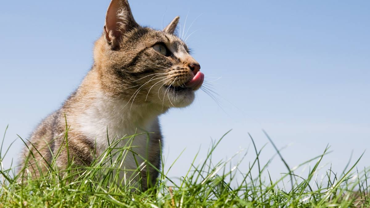 Integrar novos est&iacute;mulos ao ambiente &eacute; uma das melhores formas de evitar o estresse e o sedentarismo nos gatos (Imagem: Pexels)