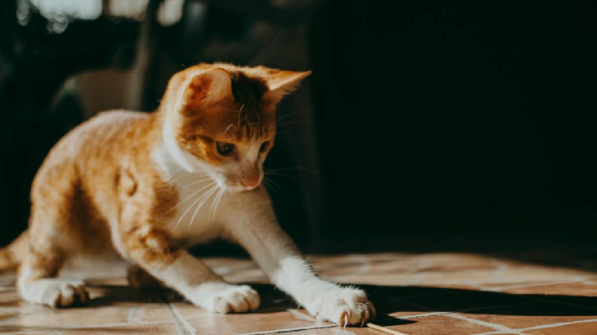 Brincadeiras estimuladas pelo uso consciente de ervas naturais s&atilde;o ideais para combater o t&eacute;dio e manter o pet ativo (Imagem: Magnific)