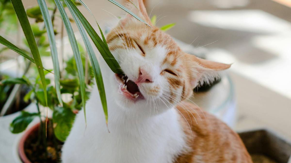 A erva Matatabi tem conquistado os tutores e os animais com seus efeitos intensos (Imagem: Magnific)