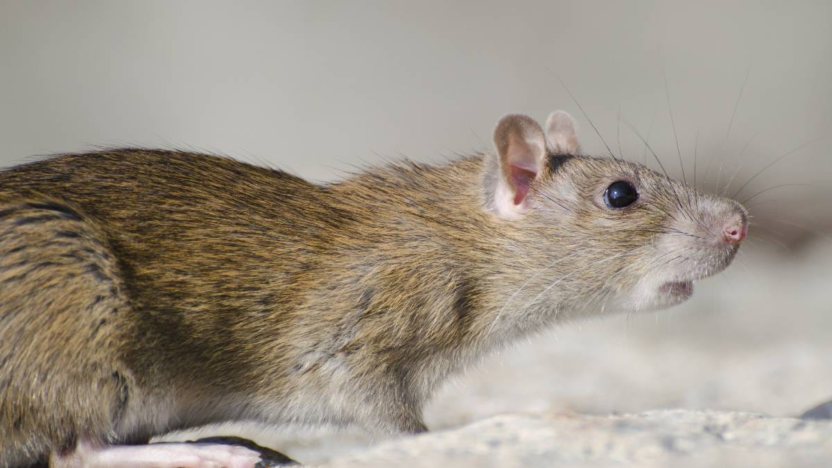 Camundongos servem como modelos biol&oacute;gicos essenciais para investigar genes que, em humanos, est&atilde;o associados ao desenvolvimento da linguagem (Imagem: Magnific)