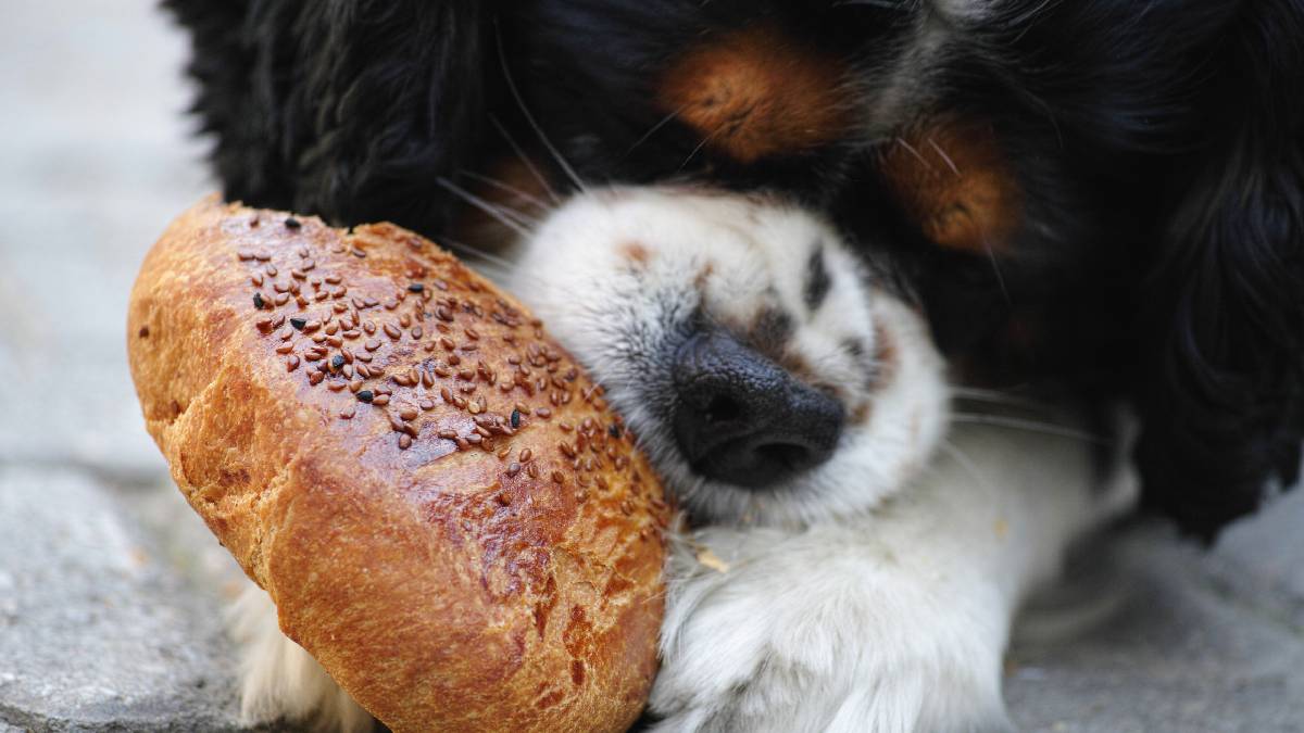 O mercado gourmet pet vai al&eacute;m das guloseimas, funcionando como um ponto de encontro para tutores socializarem e fortalecerem o v&iacute;nculo com seus animais (Imagem: Pexels)