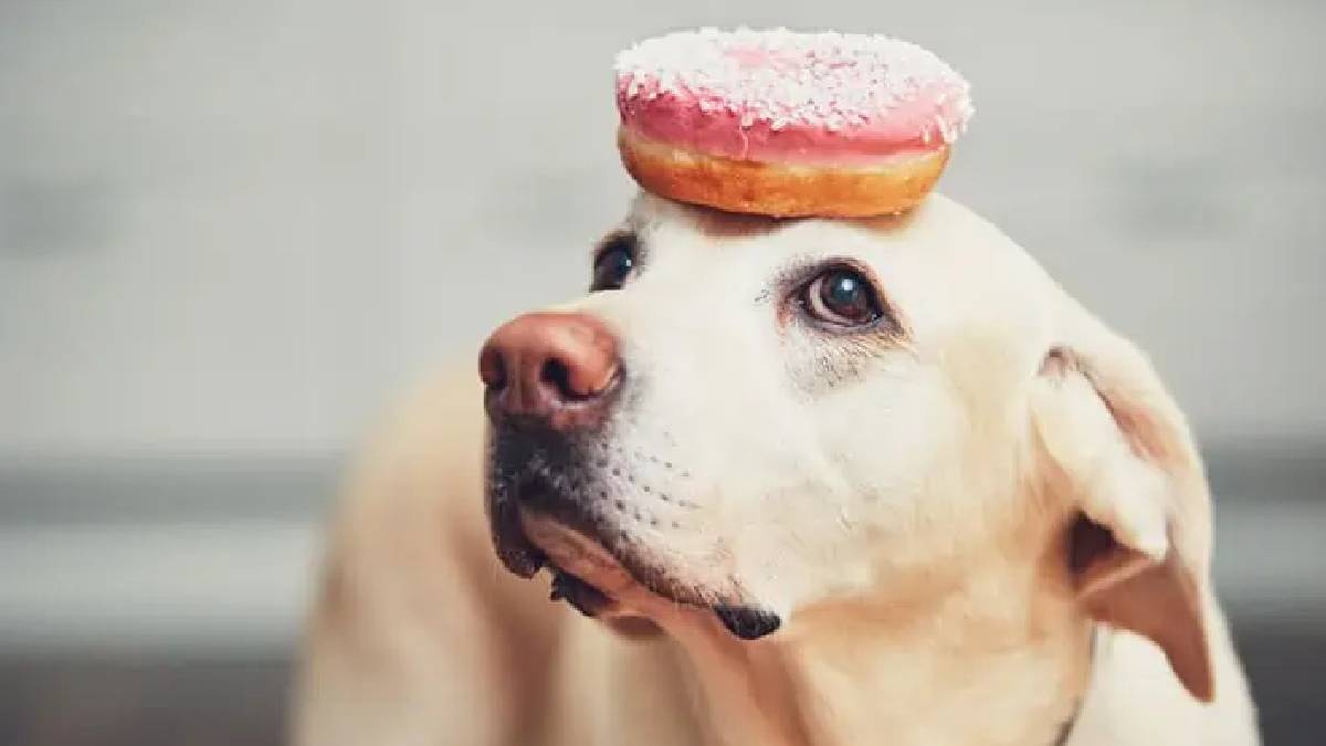 A tend&ecirc;ncia dos caf&eacute;s pet friendly transformou a rotina dos animais, tratando-os como membros essenciais da fam&iacute;lia em momentos de lazer (Imagem: Pexels)