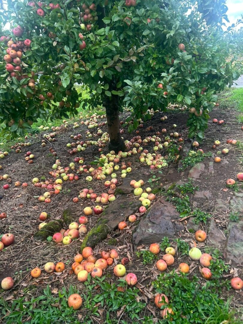 estragos em S&atilde;o Joaquim