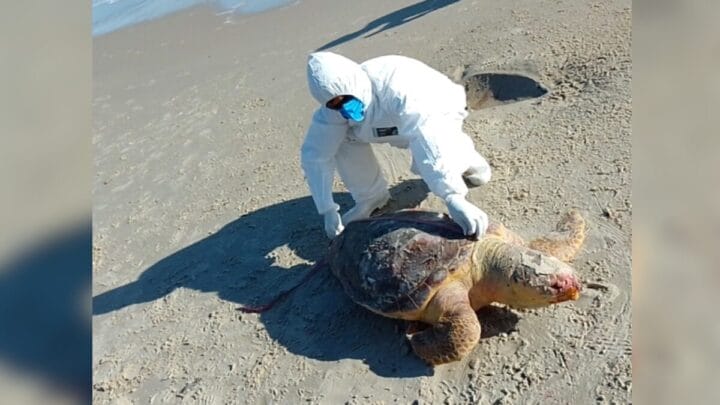 Técnico da R3 Animal avalia tartaruga morta em Jurerê
