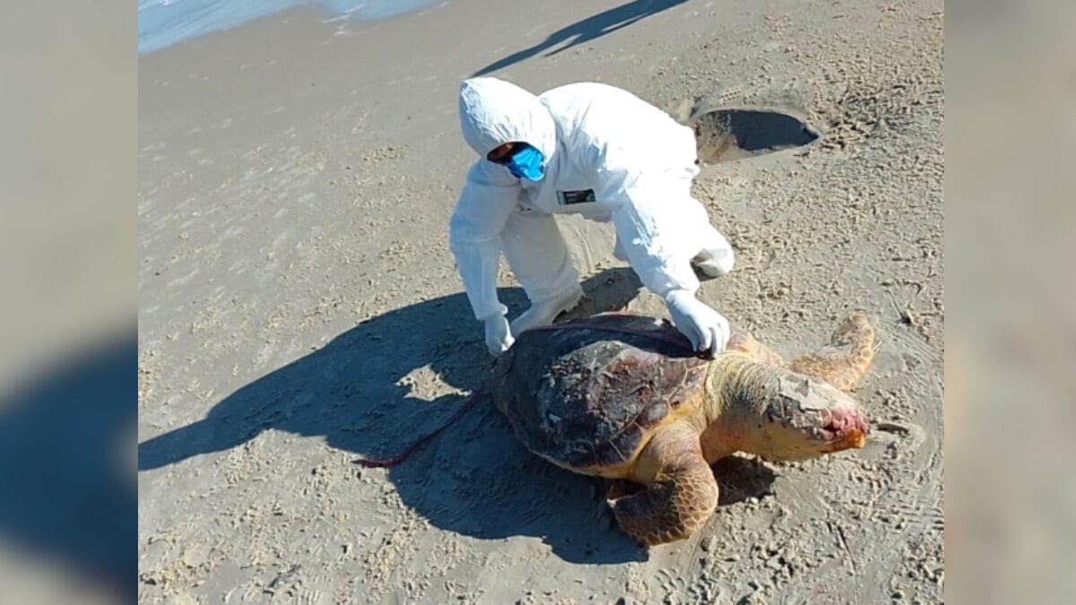 Técnico da R3 Animal avalia tartaruga morta em Jurerê