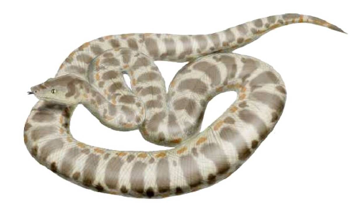 Titanoboa (Imagem: Wikimedia Commons)