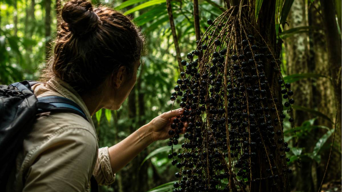 Do Norte do Brasil para o país inteiro, o açaí virou fenômeno com gosto inesperado (Foto: Ilustração produzida por IA)