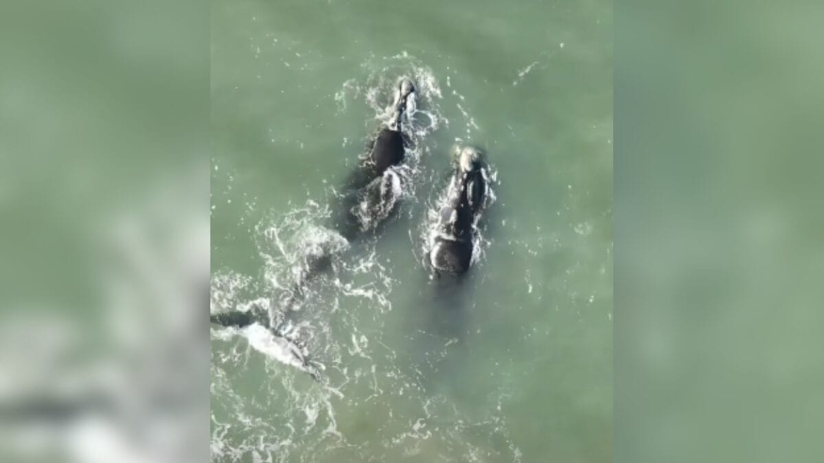 Vídeo mostra baleias no litoral do Rio Grande do Sul (Foto: Projeto Farol das Baleias, Redes sociais, Reprodução)