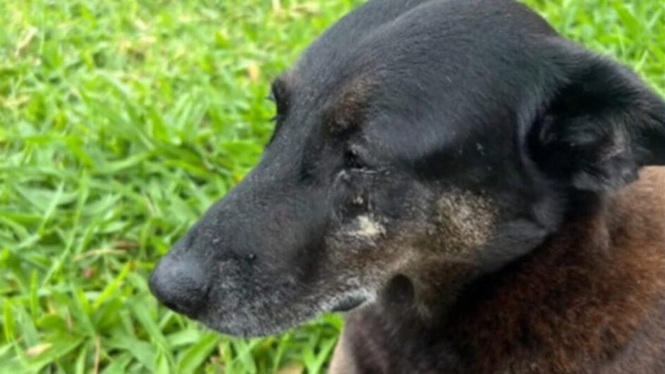 Cão Orelha vivia na Praia Brava, em Florianópolis (Foto: Redes sociais, Reprodução)