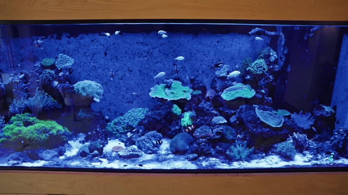Aqu&aacute;rio marinho retangular embutido em moldura de madeira, exibindo corais coloridos e peixes tropicais iluminados em luz azul intensa.