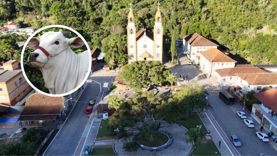 Caso de raiva bovina é confirmado na Grande Florianópolis