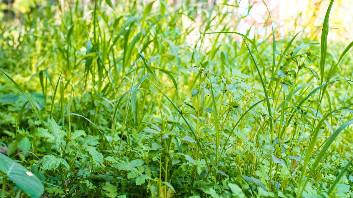 Em pouco tempo, o que era detalhe vira um problema vis&iacute;vel no p&aacute;tio (Foto: Pexels)