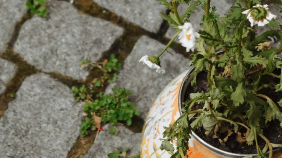 Um m&eacute;todo simples promete agir direto na raiz do problema (Foto: Pexels)