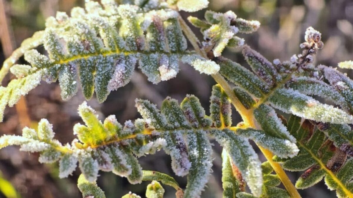 Frio vem deixando paisagens congeladas na Serra catarinense (Foto: São Joaquim Online, Divulgação)